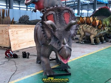 Triceratops Animatronic