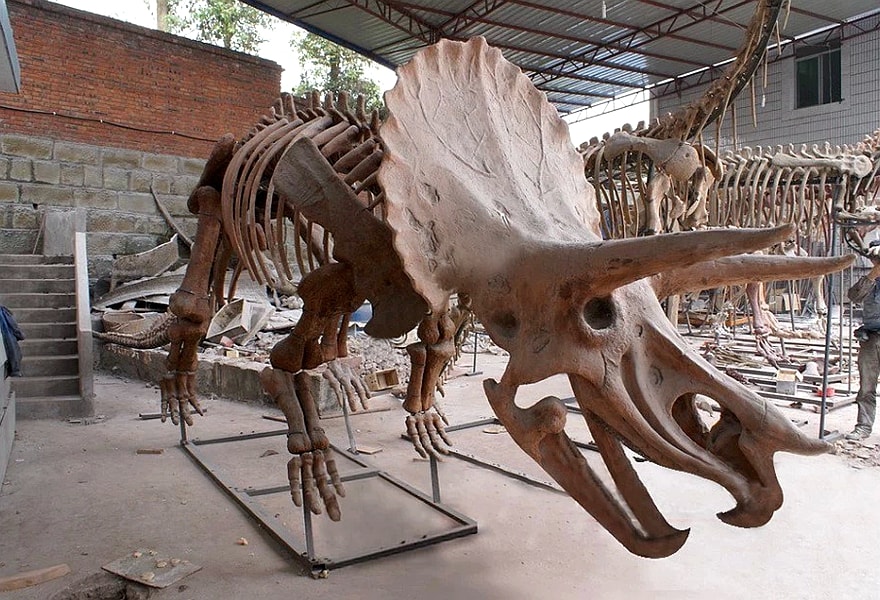 Dinosaur Skeletons