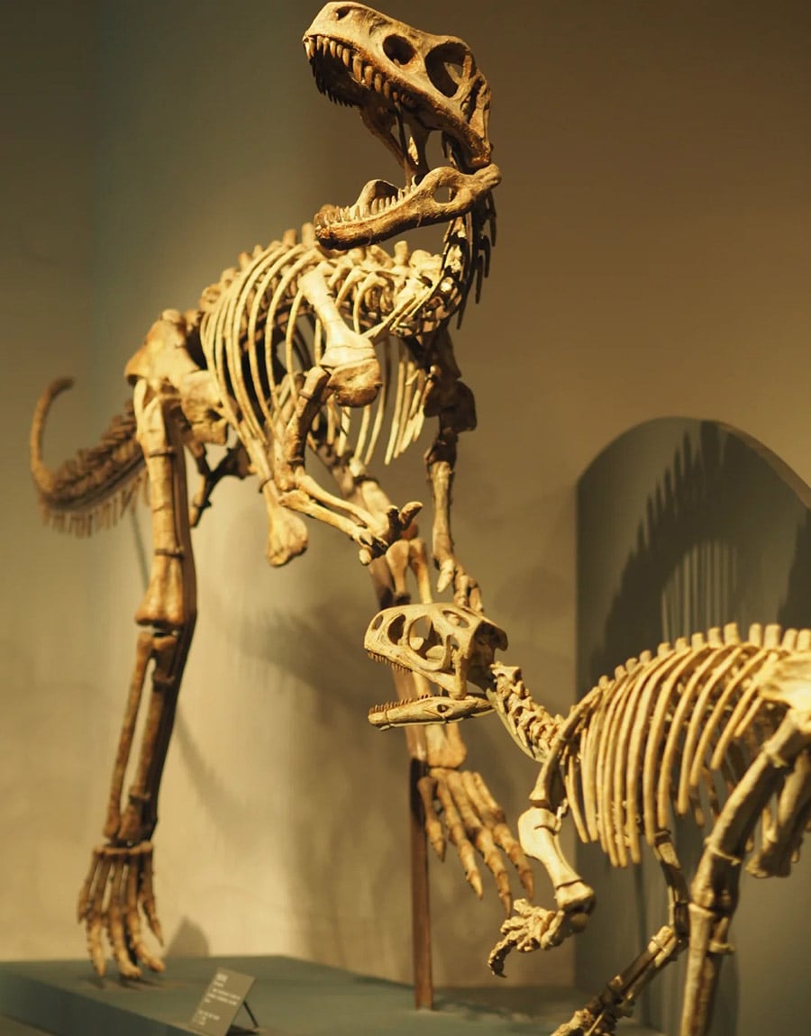 Dinosaur Museum Exhibits-2