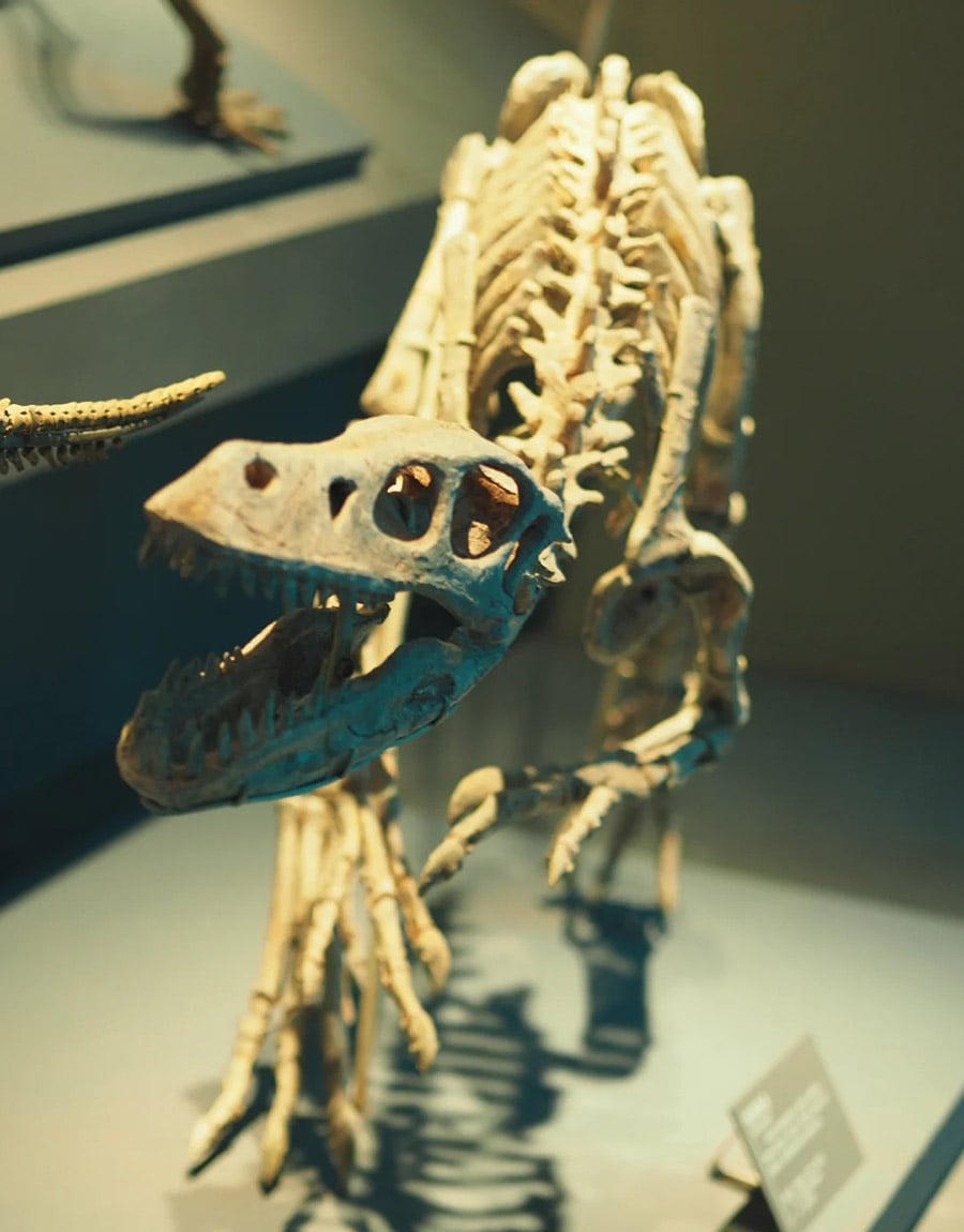Carnivorous Dinosaur Fossils