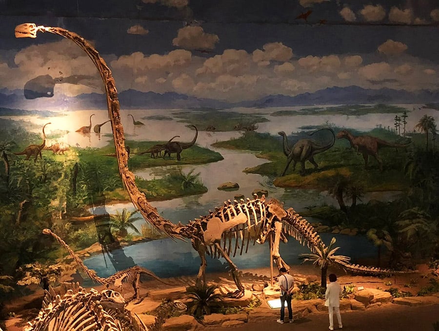 Long-Necked Dinosaur Fossil
