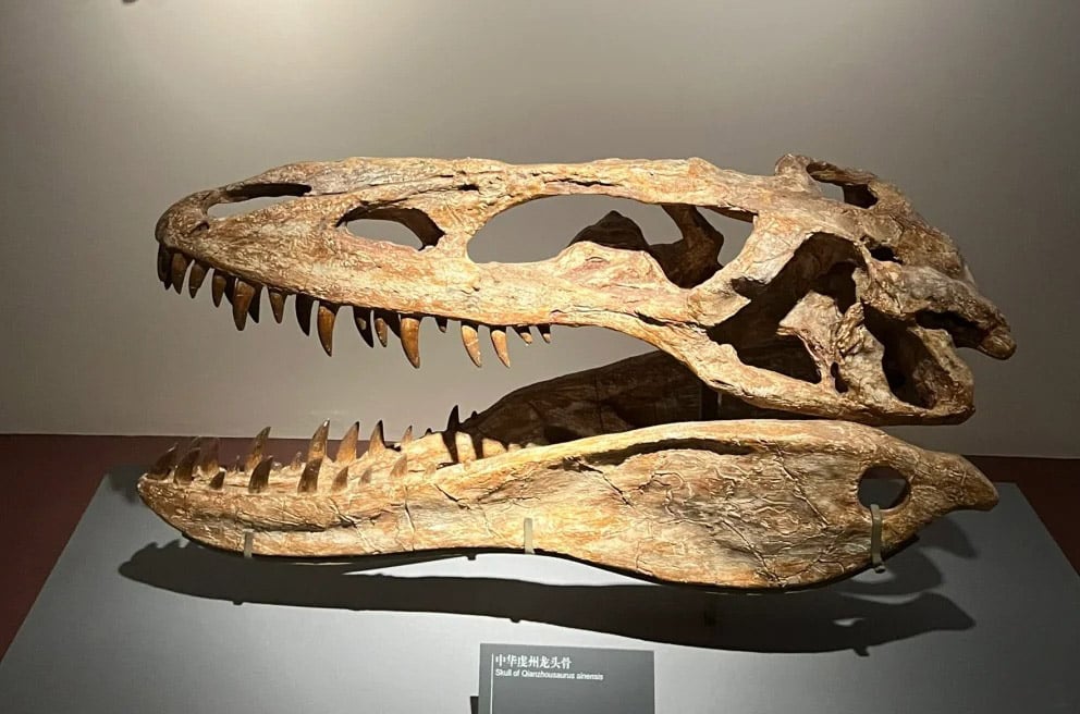 Dinosaur Skull Fossils