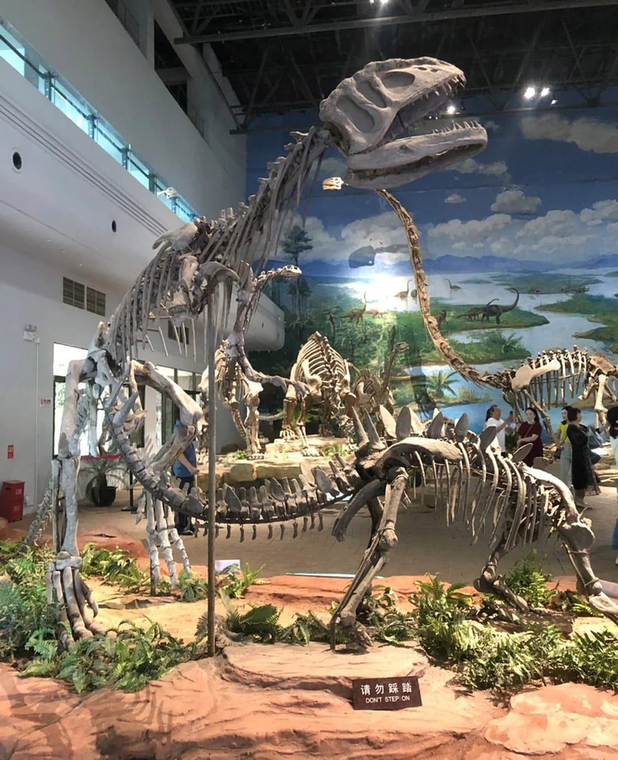 Dinosaur Museum Exhibits