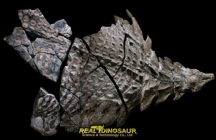 Ankylosaurus skin fossil