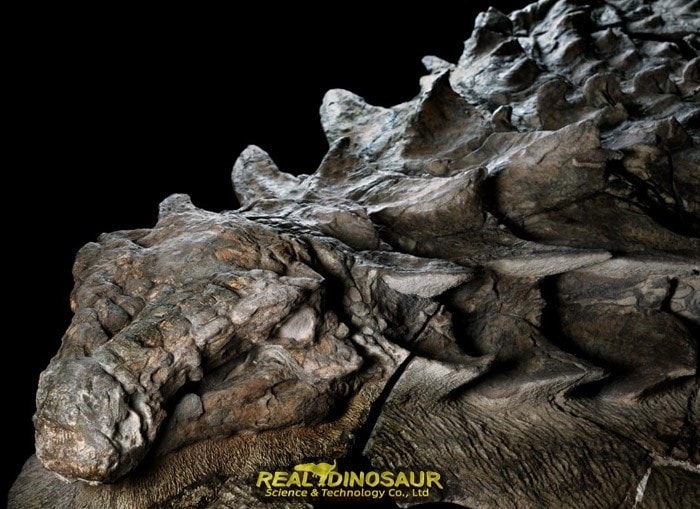 Fossils of Ankylosaurus