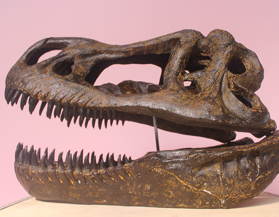 Replica Dinosaur Skull Fossils-Tyrannosaurus rex