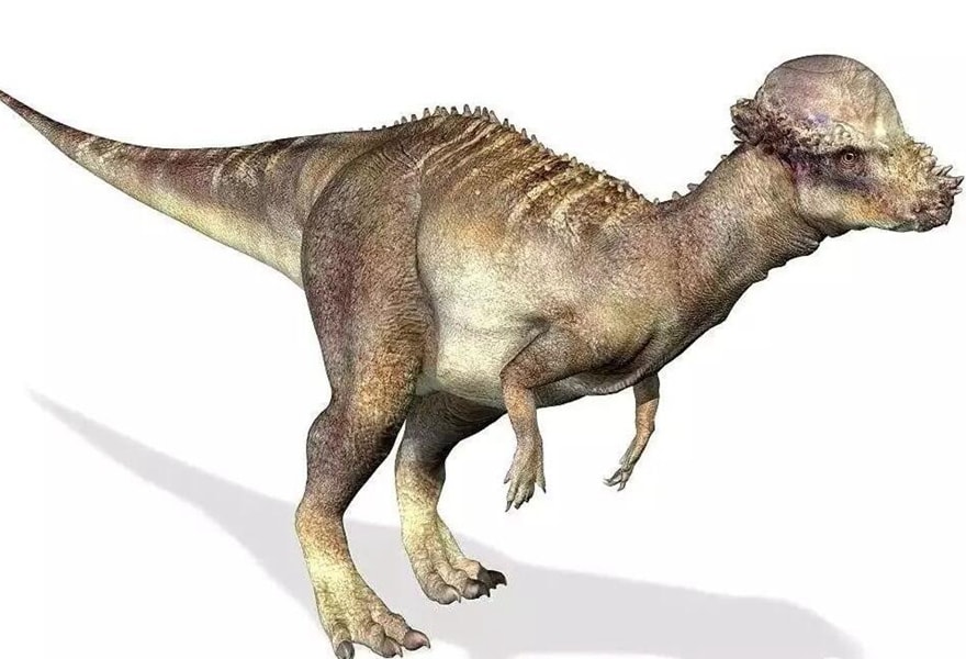 Pachycephalosaurus dinosaur