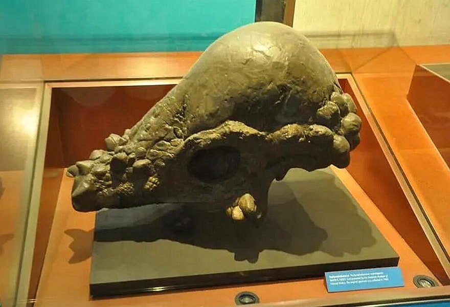 Pachycephalosaurus fossil