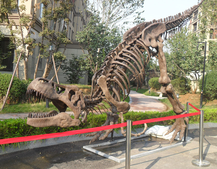 Replica Tyrannosaurus rex Skeleton