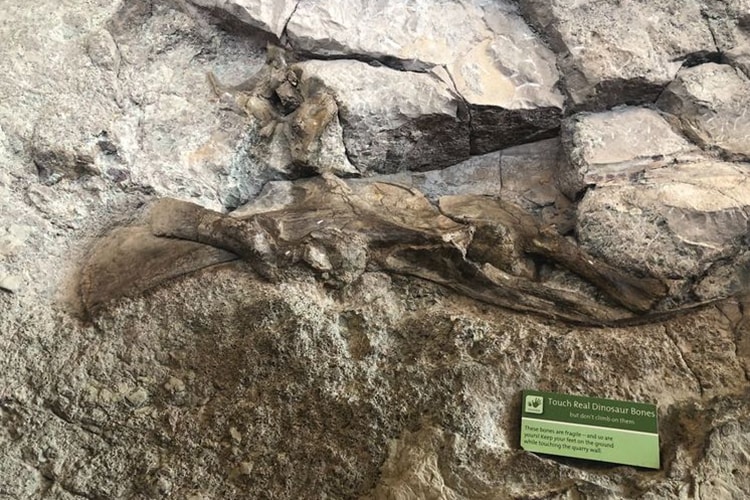 dinosaur fossil img