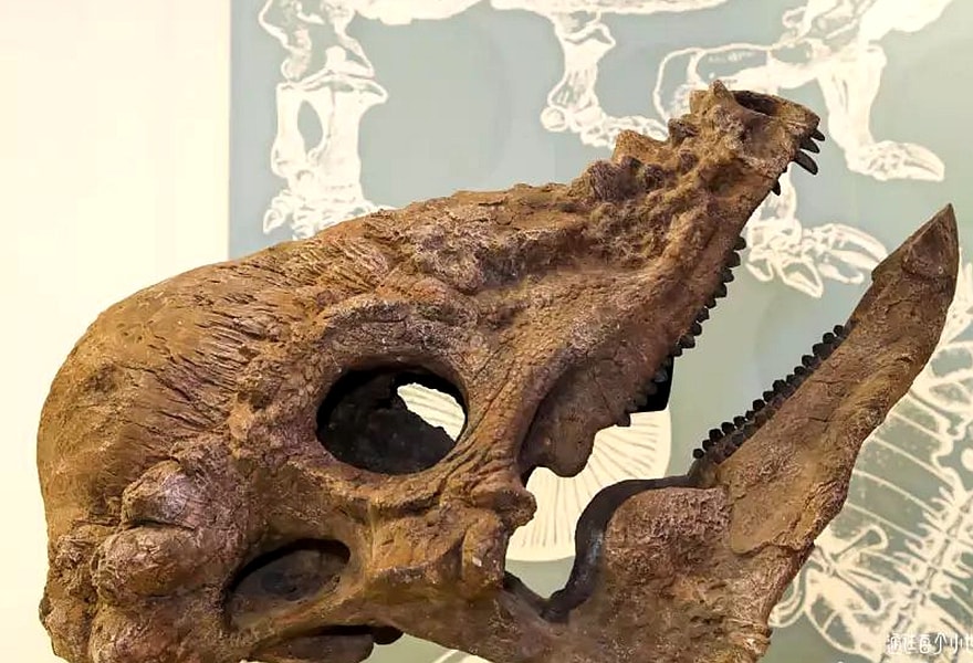 skull fossil